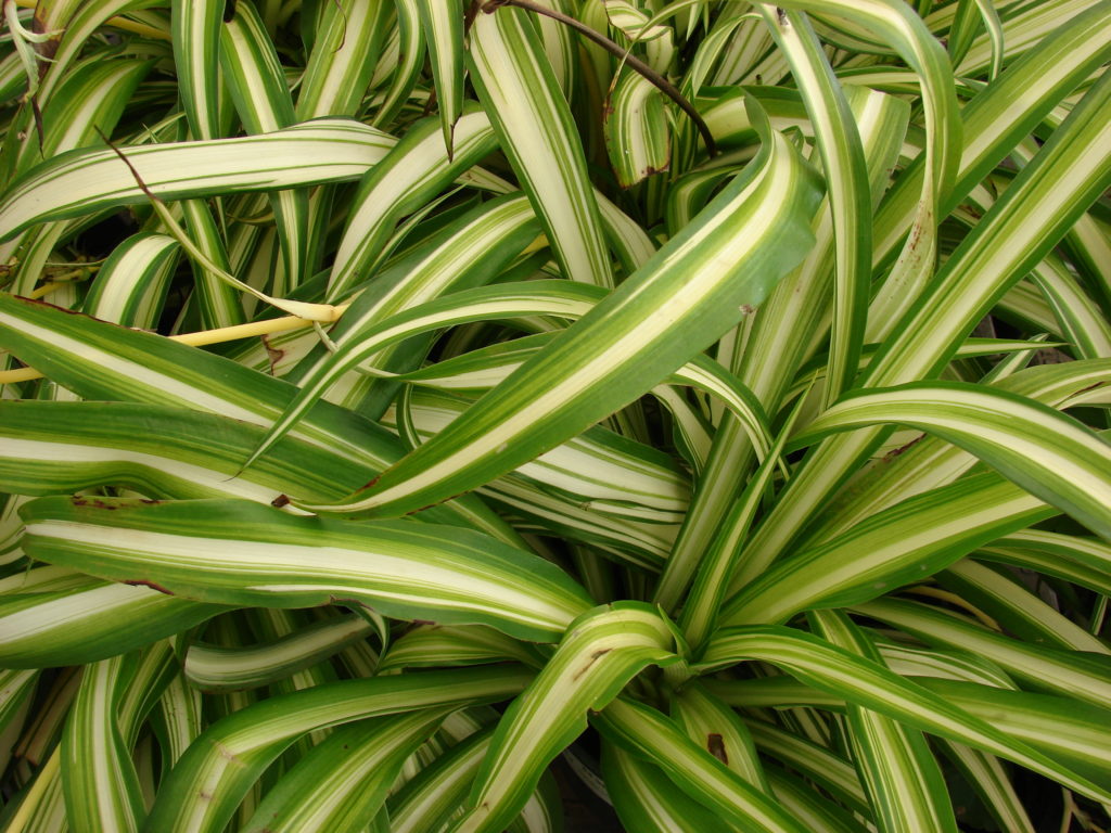 8 Indoor Plants That Absorb Humidity Ecomasteryproject