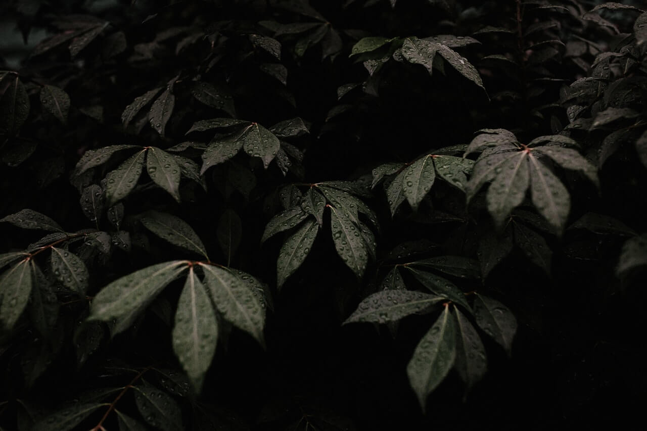 Plants That Grow in The Dark