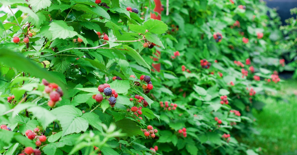 5 Things To Know About Growing Berry Bushes