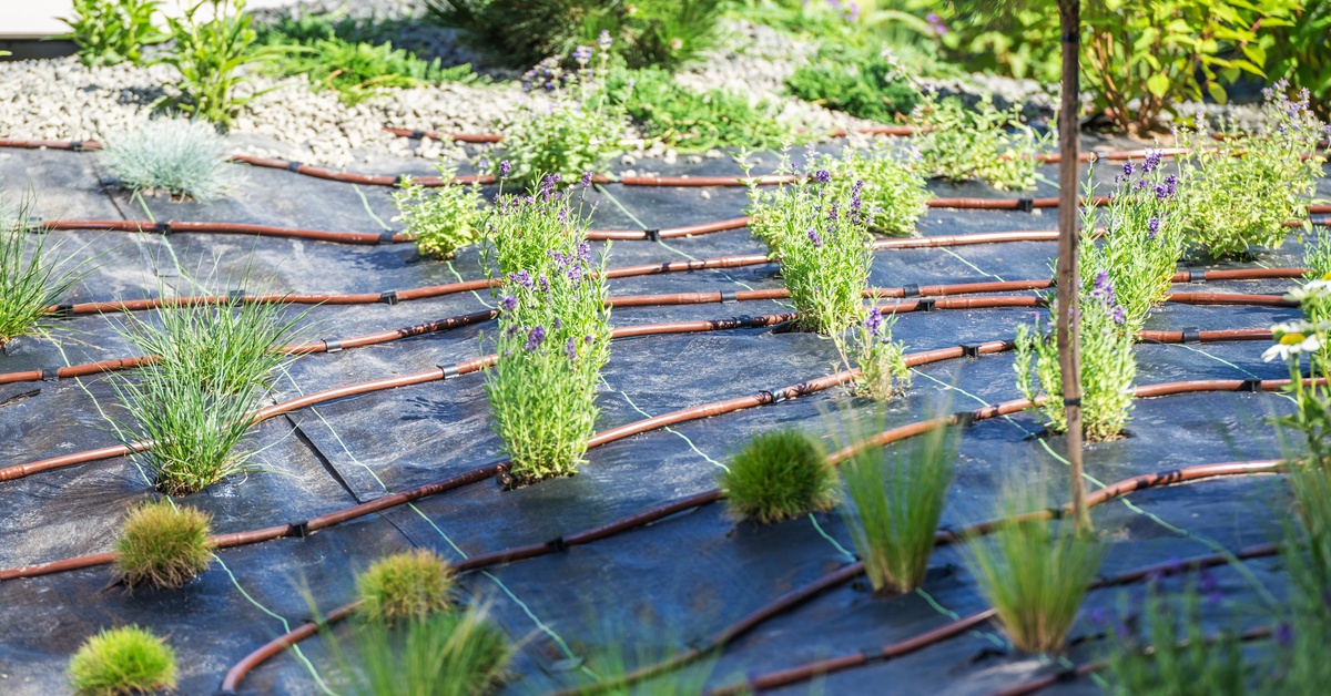 How Sustainable Site Design Can Save Existing Trees